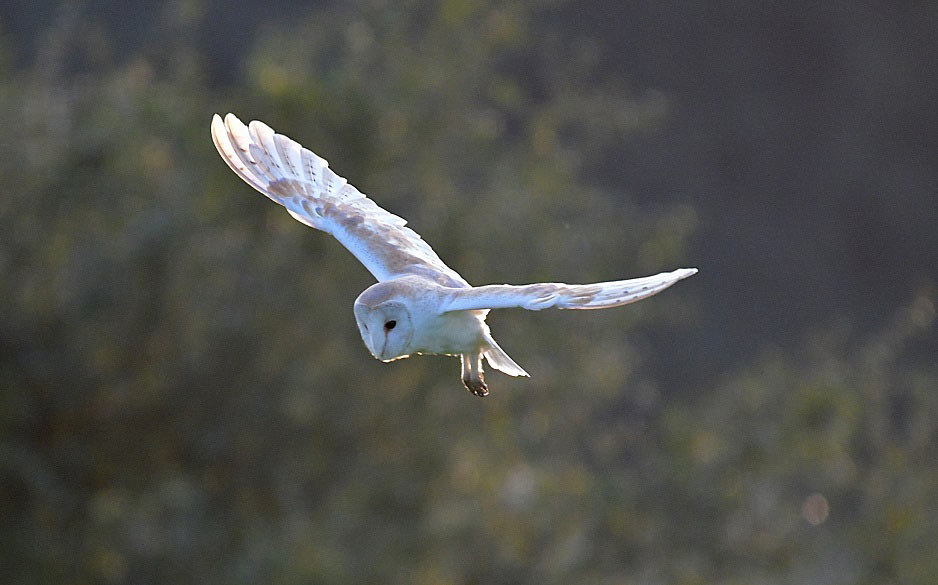 Barn-owl